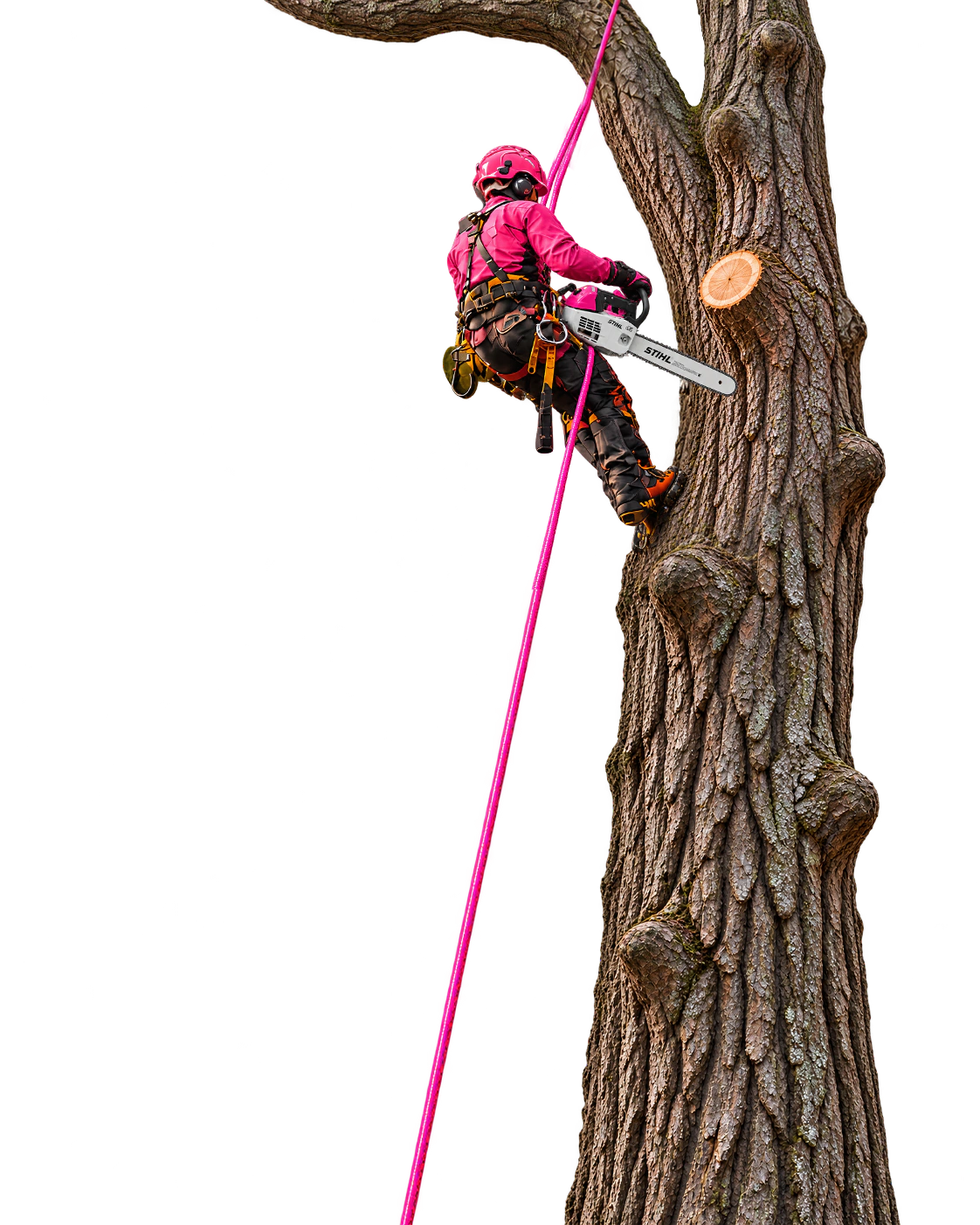 Arboriste en harnais et casque rose, tenant une tronçonneuse contre un tronc