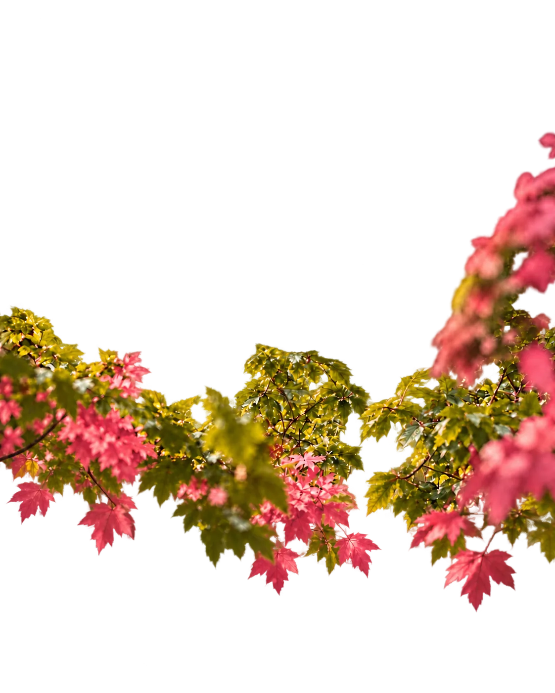 Branches aux feuilles vertes et roses au premier plan