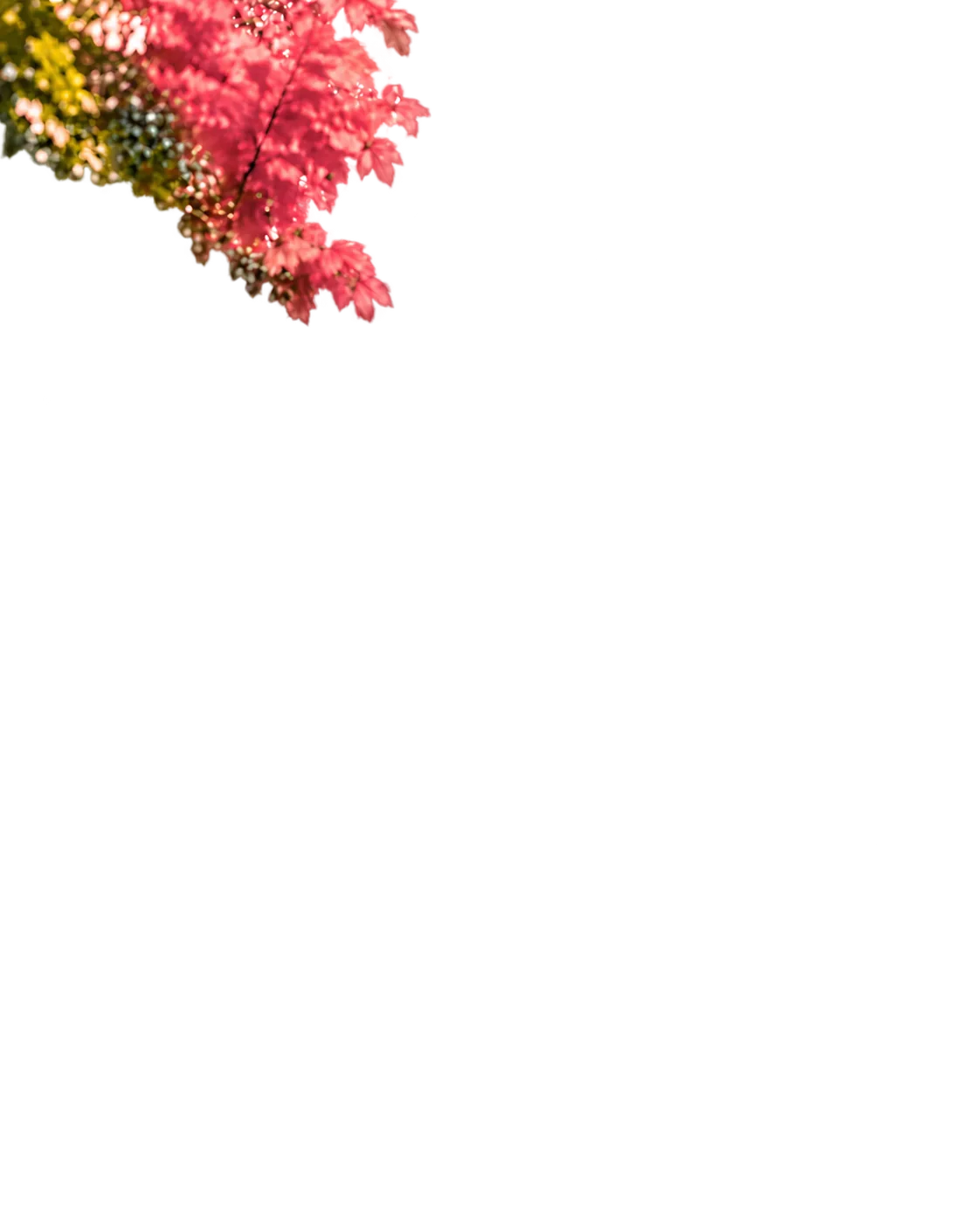 Branches aux feuilles vertes et roses au premier plan