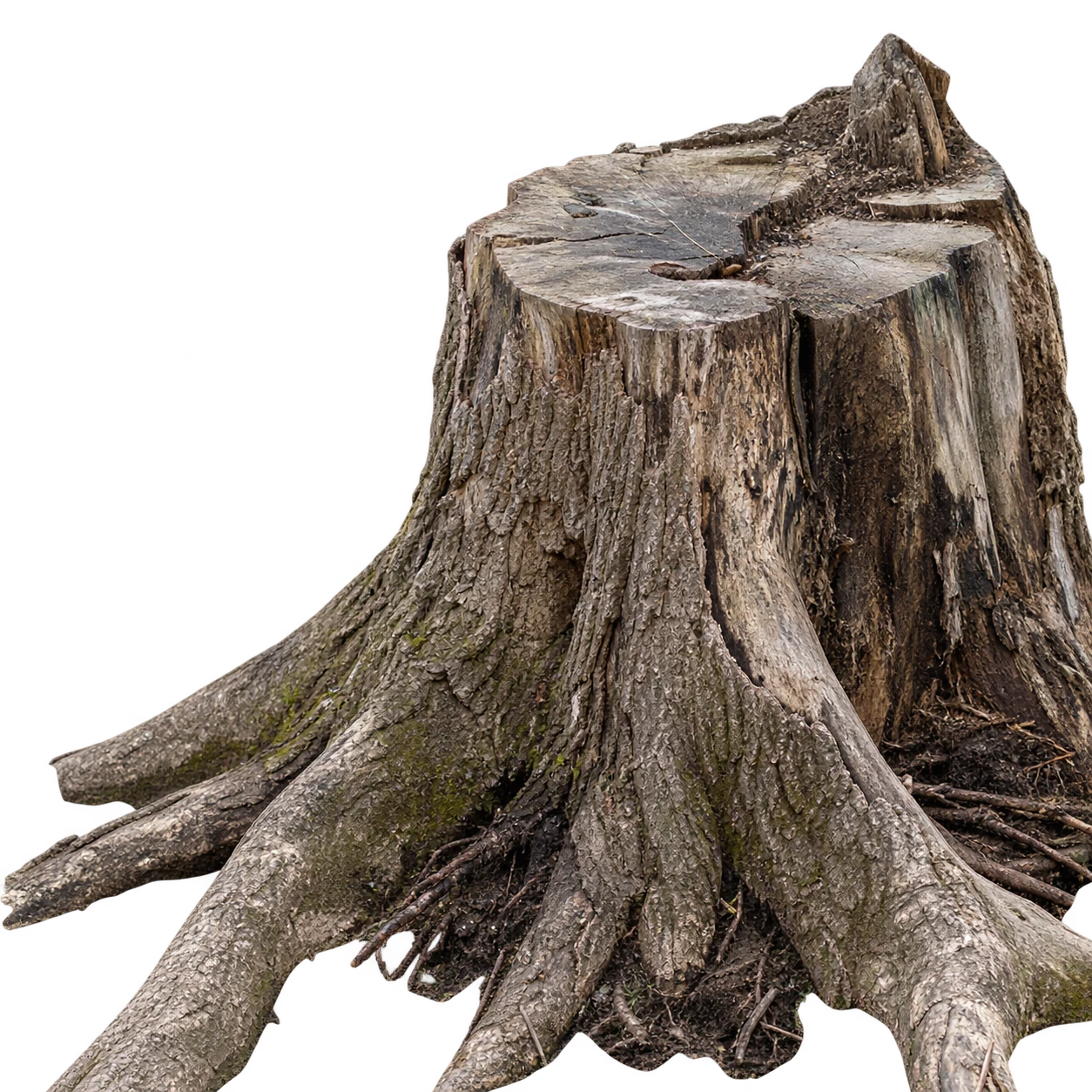 Souche d’arbre coupée et racines apparentes