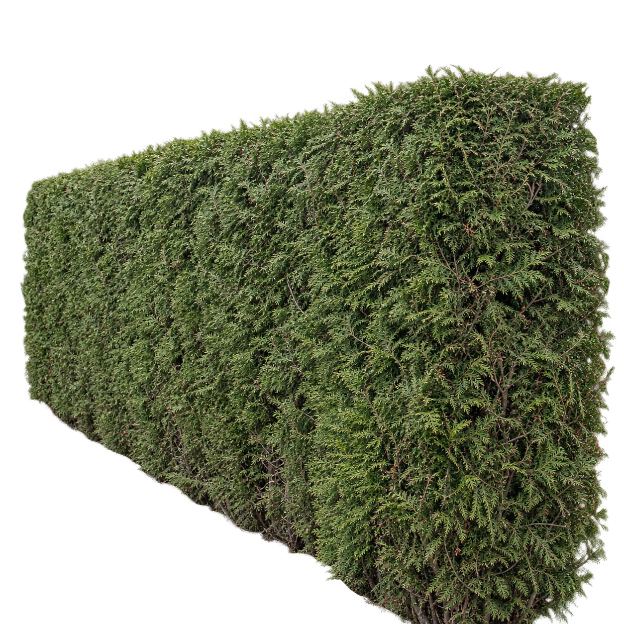 Haie dense taillée en forme rectangulaire