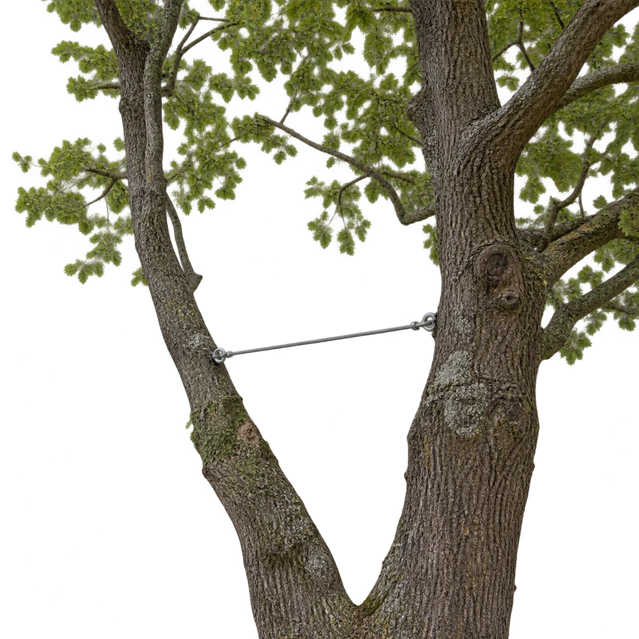 Câble de soutien entre deux branches d’un arbre